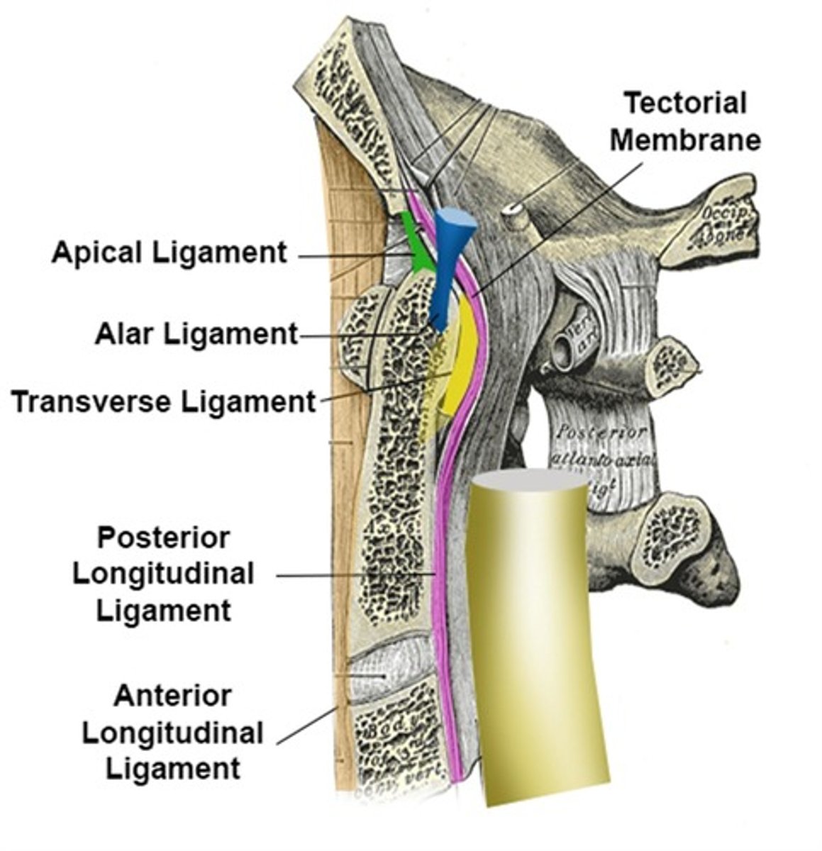 <p>runs inside vertebral formamen</p>