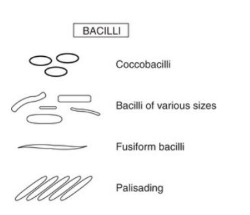<ol><li><p>Coccobacilli </p></li><li><p>Bacilii of various sizes </p></li><li><p>Fusiform bacilli </p></li><li><p>Palisading</p></li></ol><p></p>