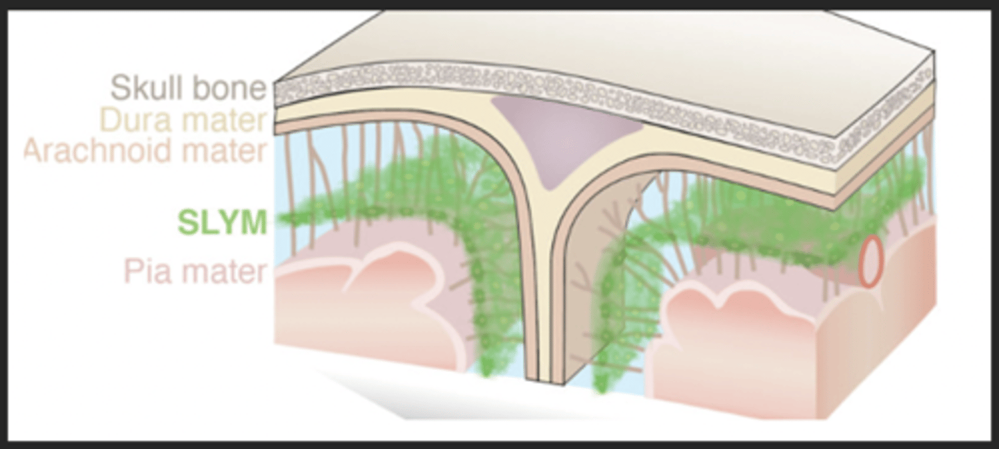 <p>dura mater, arachnoid mater, pia mater (same ones as brain)</p>