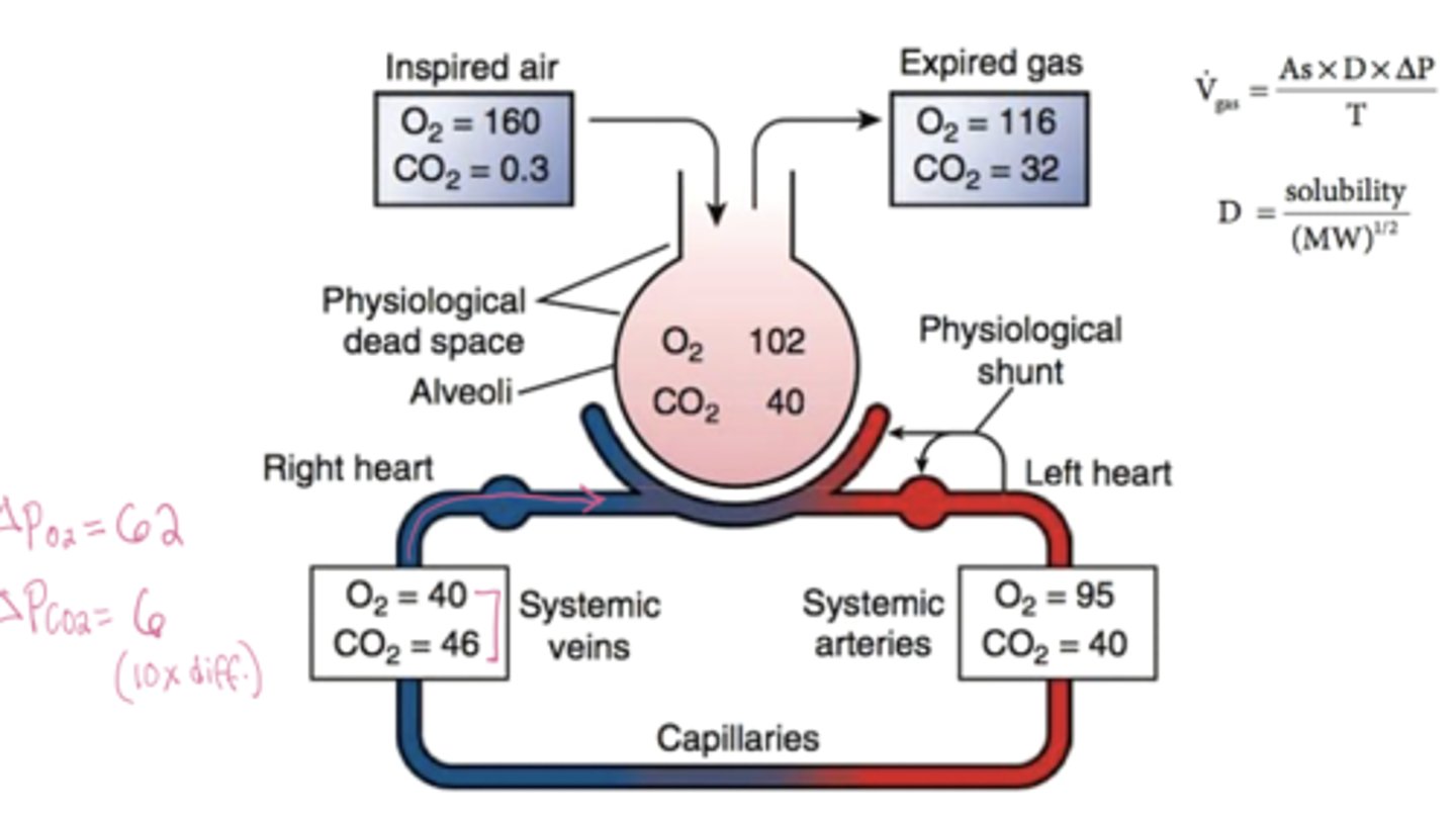 <p>ΔPO2 ≈ 62 mmHg and ΔPCO2 ≈ 6 mmHg</p>