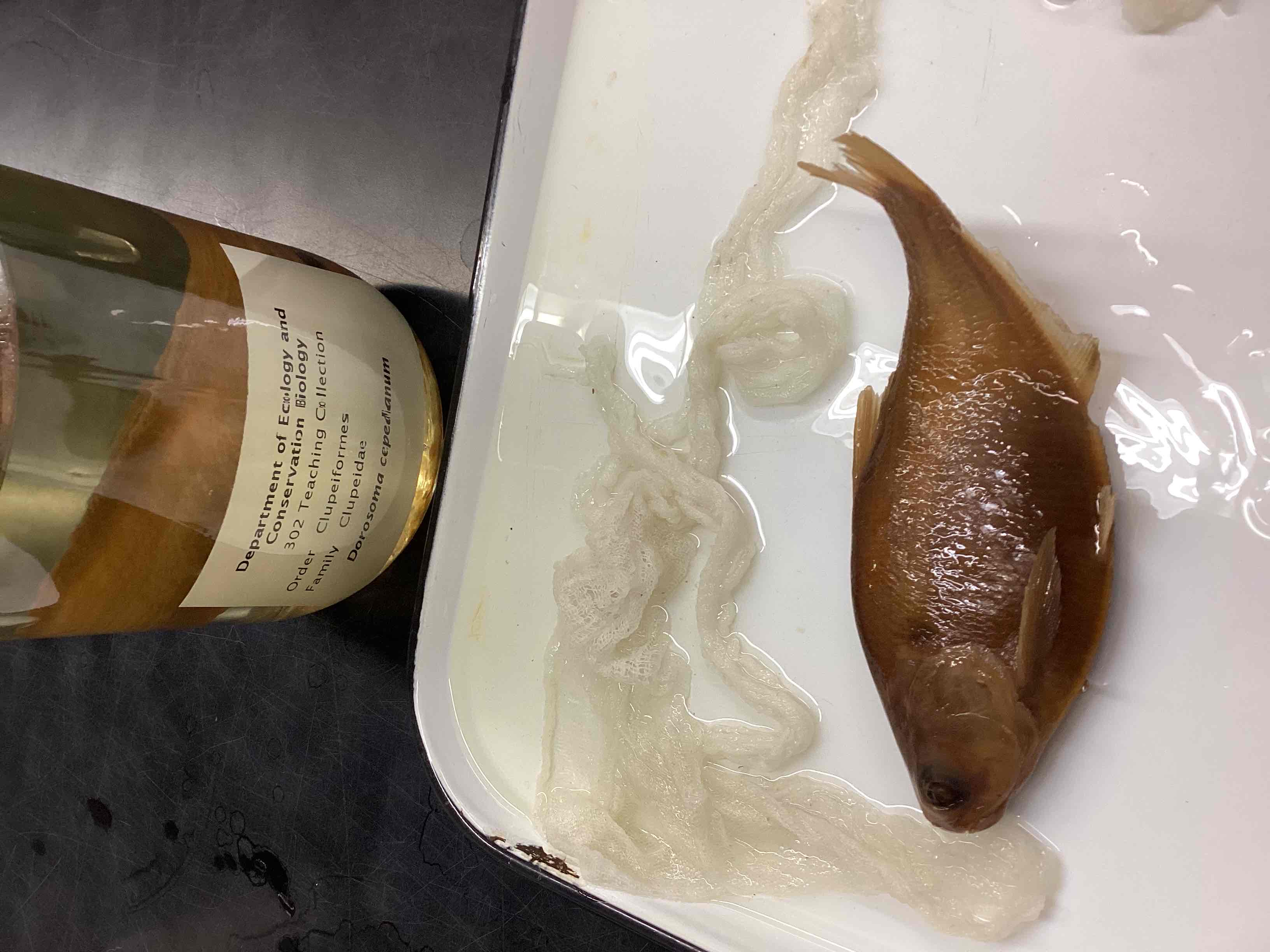 <p>Gizzard shad</p>