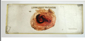 term image