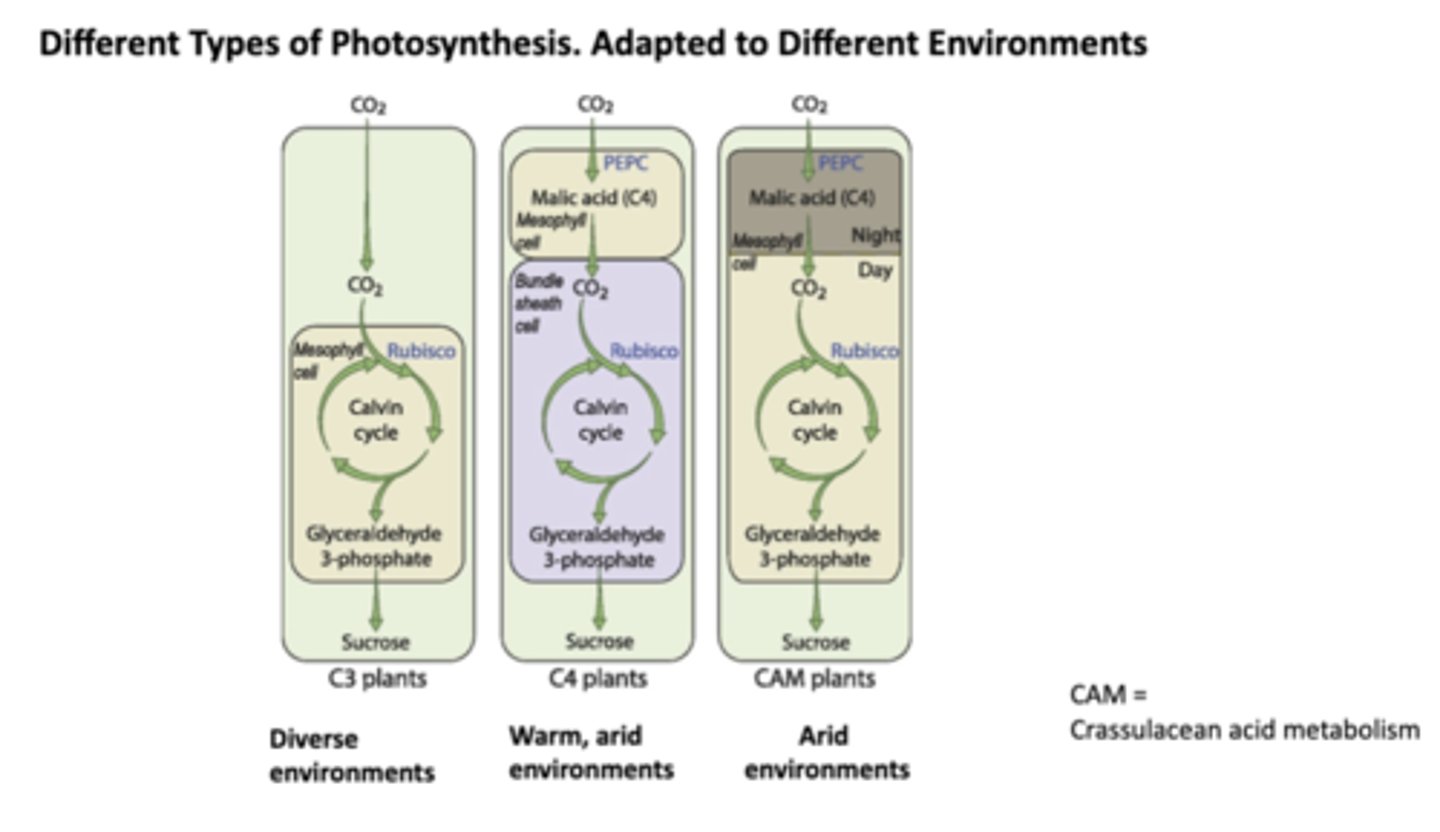 <p>C3, C4, and CAM</p><p>-in C3, CO₂ enters directly into the Calvin cycle inside mesophyll cells, where the enzyme Rubisco fixes it; works well in cool, moist, and diverse environments where water loss isn't extreme (i.e. common trees), as disadvantage lies in the fact that Rubisco sometimes fixes O2 instead of CO2, leading to photorespiration which wastes water</p><p>-in C4, CO2 is initially fixed in mesophyll cells by the enzyme PEPC into malic acid, which is transported to bundle sheath cells where CO2 is released and fed into the Calvin cycle, where Rubisco is; advantage is that it concentrated CO2 around Rubisco, minimizing photorespiration and thus adapted to warm, arid environments with high light intensity (i.e. sugarcane)</p><p>-in CAM, at night stomata open, allowing PEPC to fix CO2 into malic acid, while during the day stomata close to save water, causing malic acid to release CO2 to the Calvin cycle; conserves water by keeping stomata closed during hot daytime, and thus is adapted to arid environments (i.e. pineapples, cacti)</p>