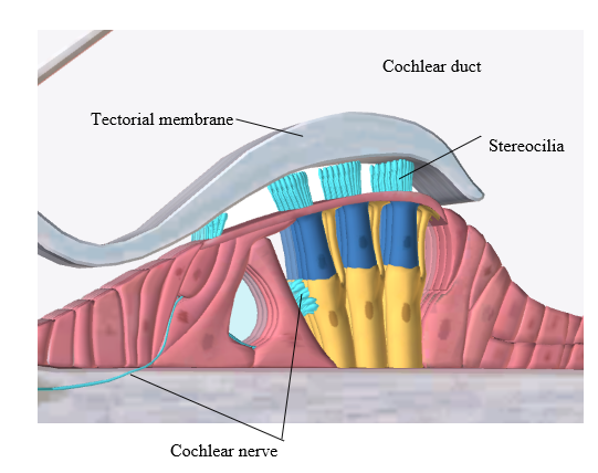 what happens when the fluid within the cochlear duct receives vibrations 