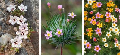 <p>Clade: Superasterids (Asterids)</p><p>Order: Ericales</p><ol><li><p>Gland-headed hairs</p></li><li><p>5 opaque ribs connected by translucent membranes (calyx)</p></li><li><p><strong>Fused petals </strong>(tube)</p></li><li><p>Different colored throat</p></li><li><p><strong>Epipetalous stamens</strong></p></li><li><p>Blue pollen</p></li></ol><p></p>