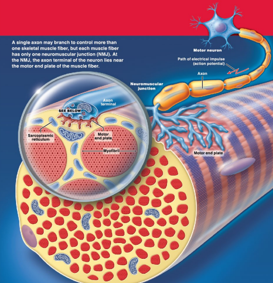 <p>T/F: Each muscle fiber has only one neuromuscular junction.</p>