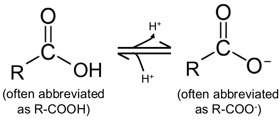 <p>the most common ionizable weak acid group found in biomolecules &amp; can reversibly interconvert between a polar, protonated form &amp; a charged (anionic) deprotonated conjugate base form</p>