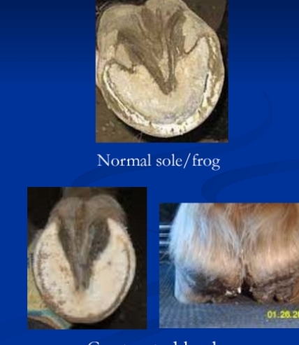 <p><span style="background-color: transparent;"><strong><span>Heel issues</span></strong></span></p>