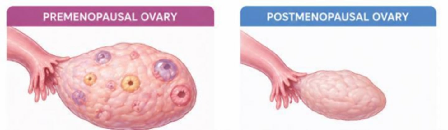 <p>4-6 cm (about the size of a kiwi).</p>