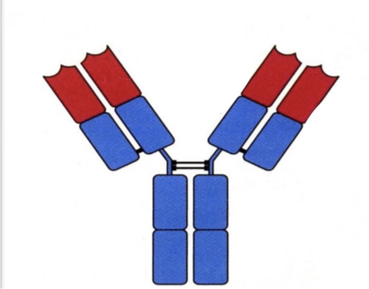<p>which part (color) is the antigen binding site?</p>