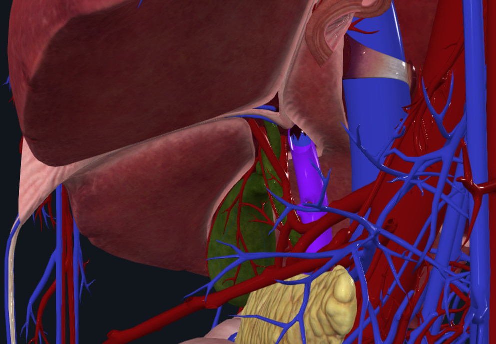 <p>What is highlighted in purple</p>