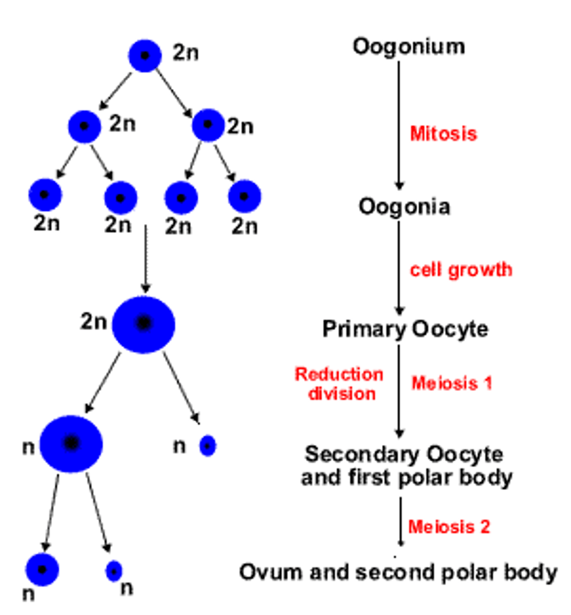 <p>- the production of OVA/eggs<br>- occurs in the ovaries and takes approx one month."<br>- events of development of an ovum = Ovarian cycle.<br>- produces a single ovum from each primary oocyte</p>