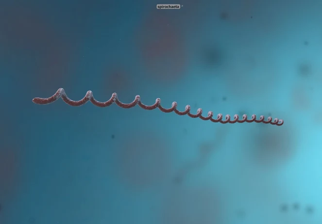 <p>spirals</p>