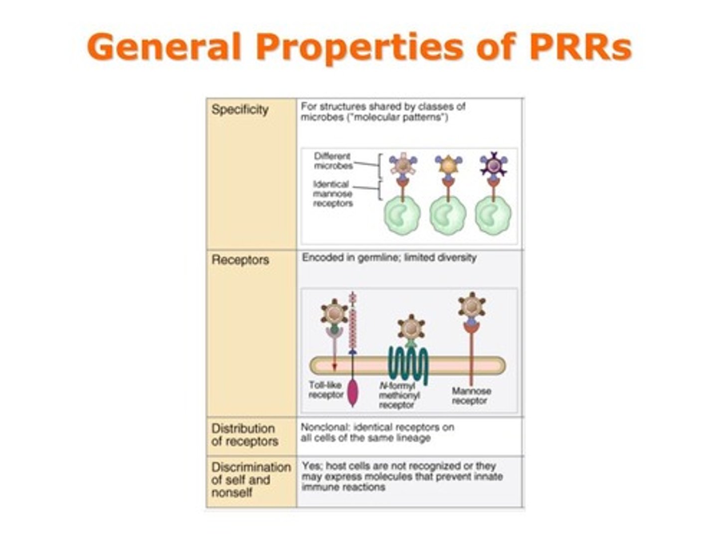 <p>PRRs that recognize PAMPs</p>