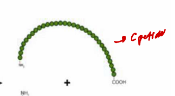 <ul><li><p>Marker and indicator of endogenous hyperinsulinism</p></li><li><p>Fragment released from proinsulin molecule</p></li></ul><p></p>