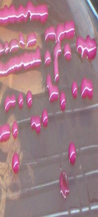 <p>What are some general characteristics of Klebsiella?</p>