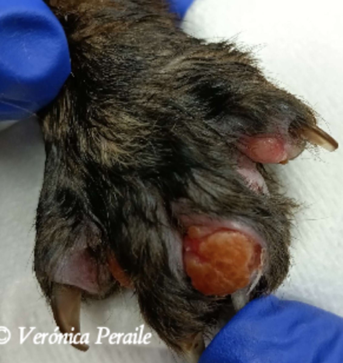 <p>¿lesión?</p><p>¿primaria o secundaria?</p>