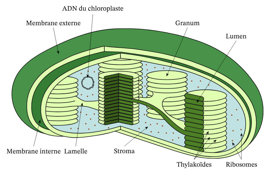 <p>chloroplastes</p>