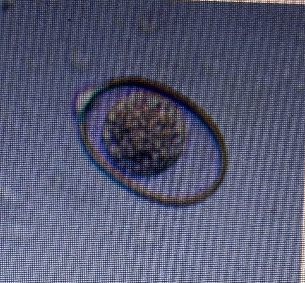 <p>Host species cattle </p><p>Size 20 × 28 um </p>