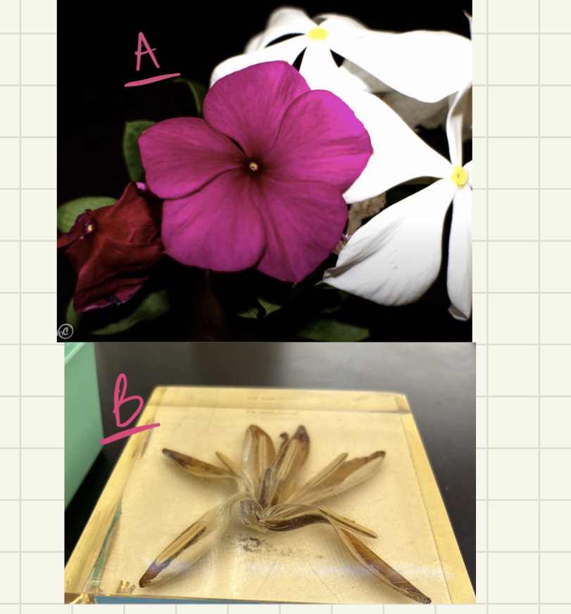 <ul><li><p>which 2 cells combine to form endosperm?</p></li><li><p>is flower A monocot or dicot</p></li><li><p>is flower B monocot or dicot</p></li></ul>