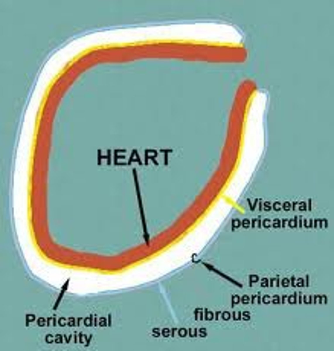 <p>Description: Thin, serous membrane fused to the inner surface of the fibrous pericardium</p><p>Relationship: Shiny and smooth inner layer of the pericardial sac</p>