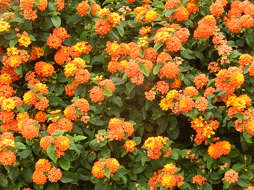 producing many things