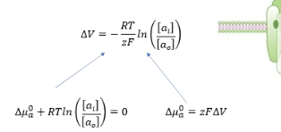 <ul><li><p class="Paragraph WhiteSpaceCollapse SCXP242454105 BCX8" style="text-align: left;"><span style="line-height: 0px;"><span>Equation comes from 2 parts:​</span></span></p></li><li><p class="Paragraph WhiteSpaceCollapse SCXP242454105 BCX8" style="text-align: left;"><span style="line-height: 0px;"><span>the electrical potential due to moving a charge in an electric field​</span></span></p></li><li><p class="Paragraph WhiteSpaceCollapse SCXP242454105 BCX8" style="text-align: left;"><span style="line-height: 0px;"><span>Entropy change due to mixing​</span></span></p></li></ul><p></p>