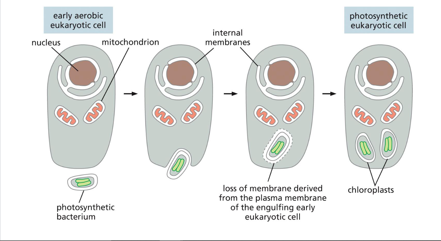 <ul><li><p>early aerobic eukaryotic cell engulfs photosynthetic bacterium</p></li><li><p>photosynthetic bacterium loses membrane and splits into chloroplasts</p></li><li><p>becomes photosynthetic eukaryotic cell</p></li></ul>