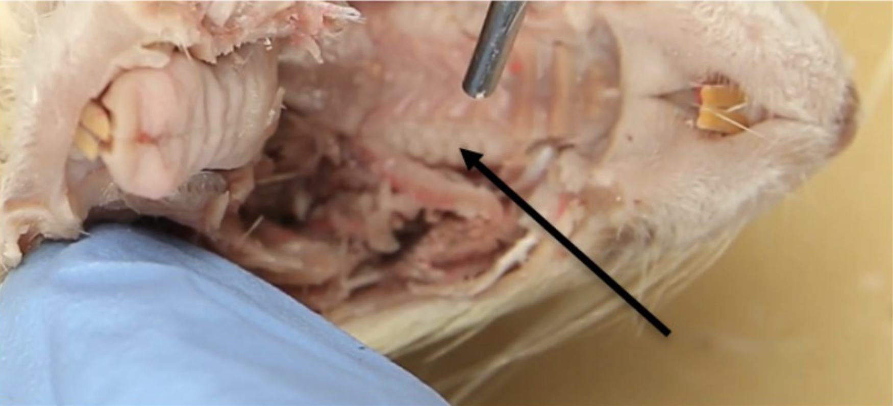 <p>What is this?</p>