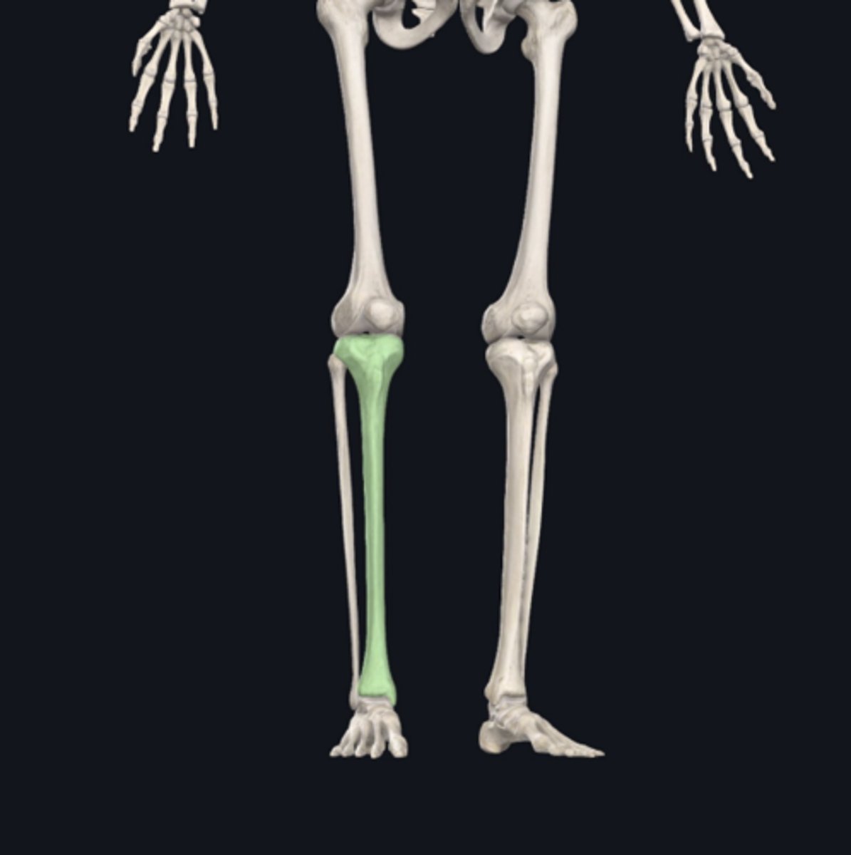 <p>Identify the bone indicated in green:</p>