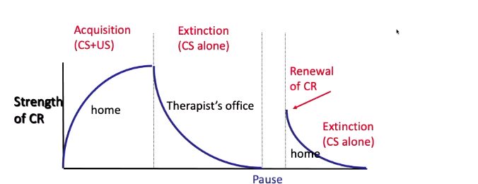 <ul><li><p>When extinction is context specific</p><ul><li><p>Dog gets acquisition between whistle and food in lab. Goes home and extinction occurs, whereby no salivation occurs at the sound of a whistle. However, dog goes back to lab and renewal occurs as salivation occurs at only sound of whistle = specific to location</p></li></ul></li></ul><p></p>