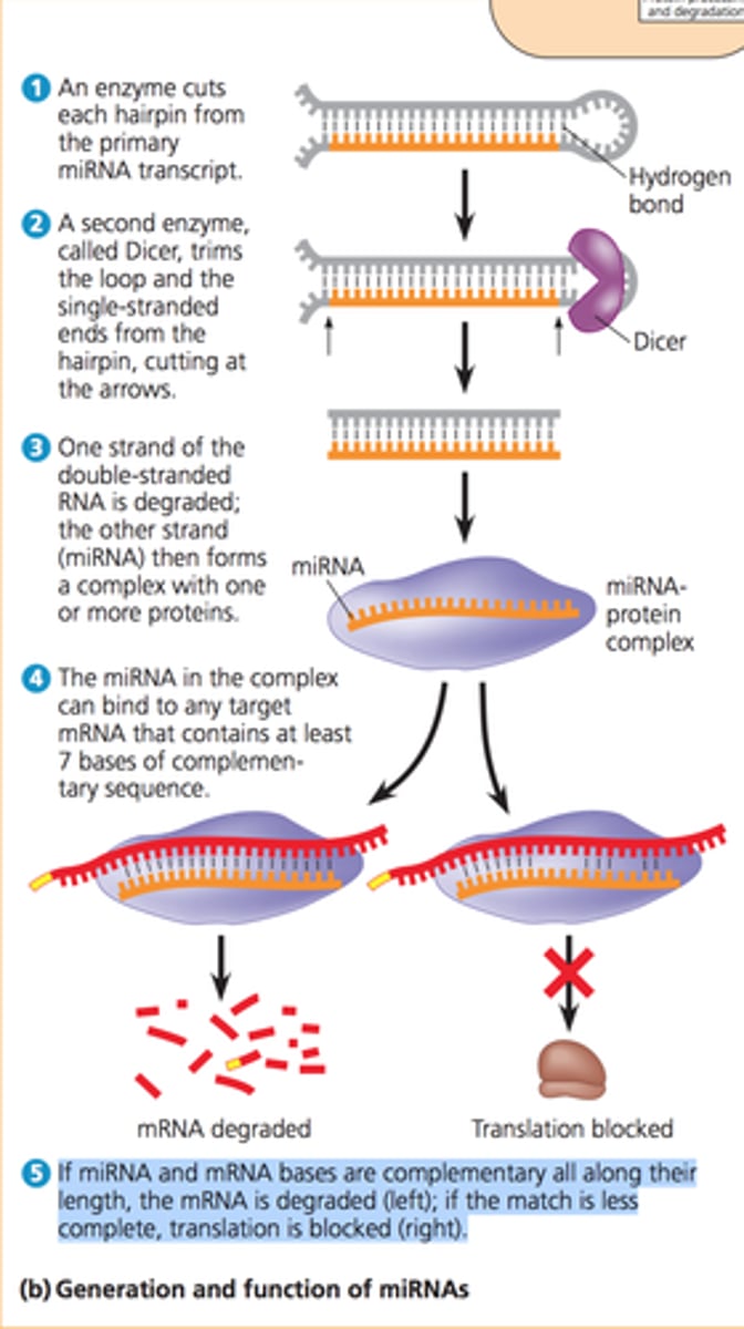 <p>Most of the ncRNAs have been widely implicated in regulating cellular processes</p><p>- rRNA, tRNA, microRNAs, long non-coding RNAs (lncRNAs), and other regulatory RNAs</p>