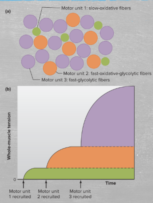 <p>small to large; the small, type I slow-oxidative fibers are recruited first, but if they can’t produce enough force, larger motor units are recruited</p>