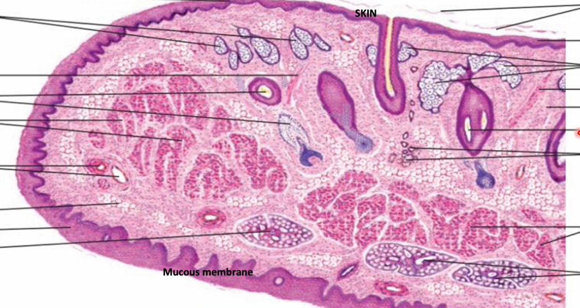 <p>Organ?</p>