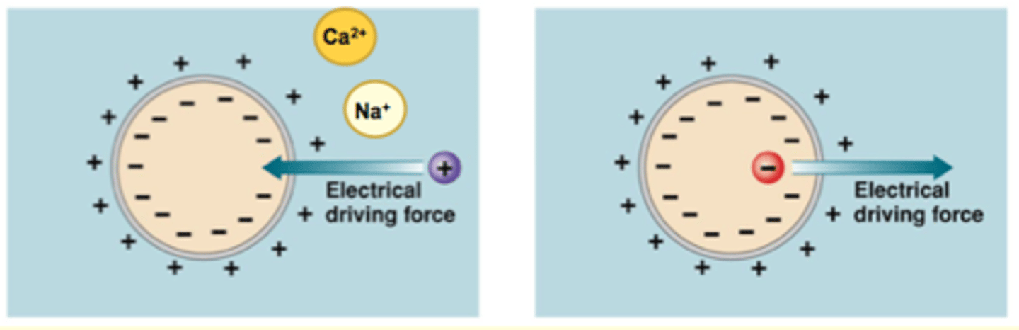 <p>Membrane potential (Vm)</p><p>- Due to unequal distribution of anions and cations across cell membrane</p><p>- Charge separation = source of energy</p><p>Magnitude of force depends on</p><p>- Strength of Vm</p><p>- Amount of charge on particle</p><p>- +/- charge refers to inside the cell relative to the outside</p><p>- opposites attract, like repels like; ions being "pushed" in one direction</p><p>**Ca 2+ has a larger magnitude and will be even more attracted to a negative environment</p>