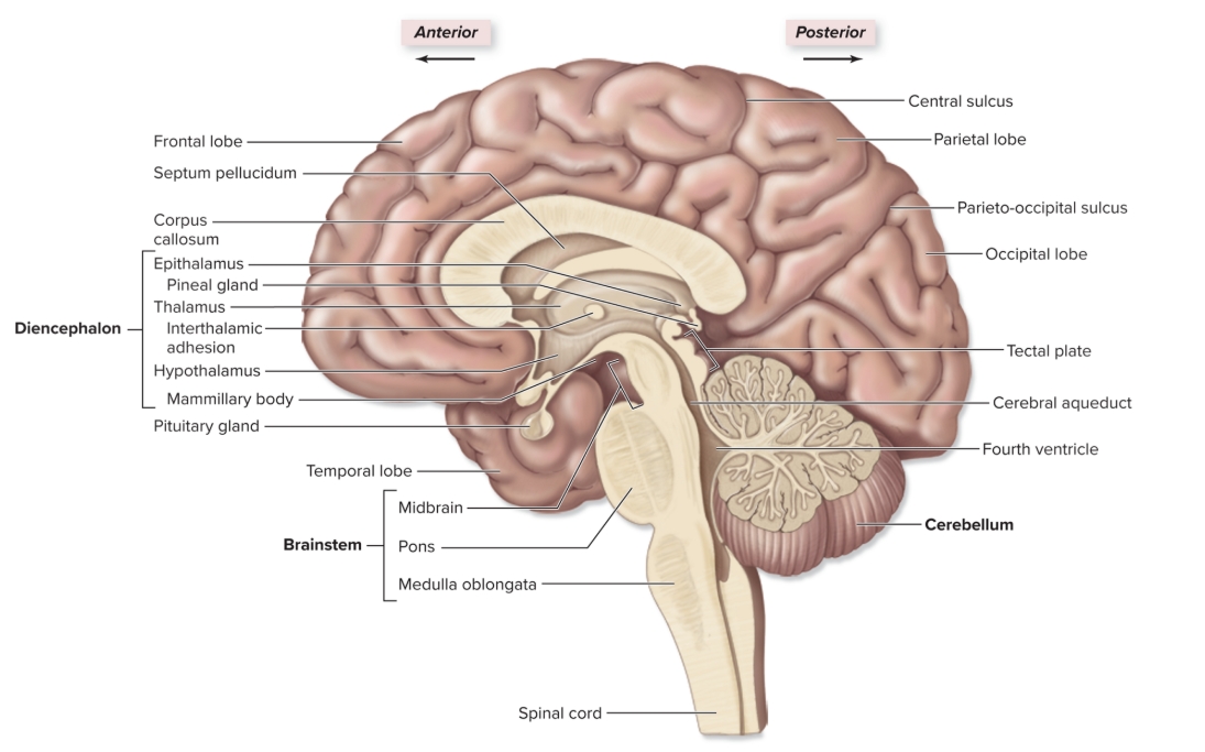 <p>Corpus callosum</p>
