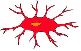 microglia are…