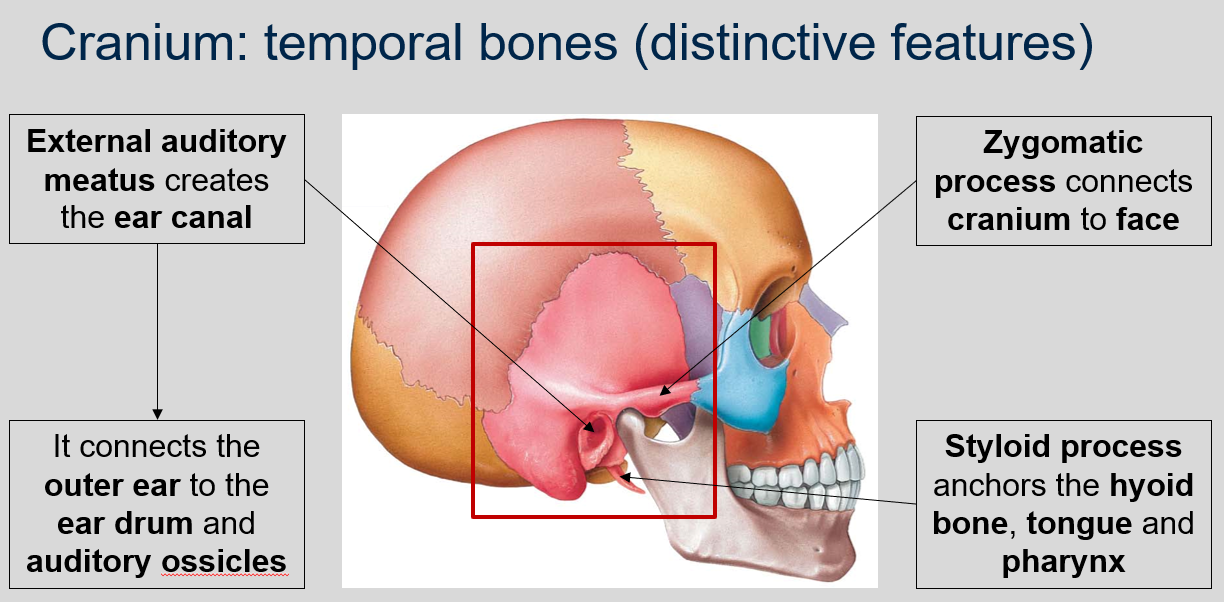 <p>The temporal bones in the cranium contain the external auditory meatus, which creates the ear canal. This canal connects the outer ear to the ear drum and auditory ossicles.</p>