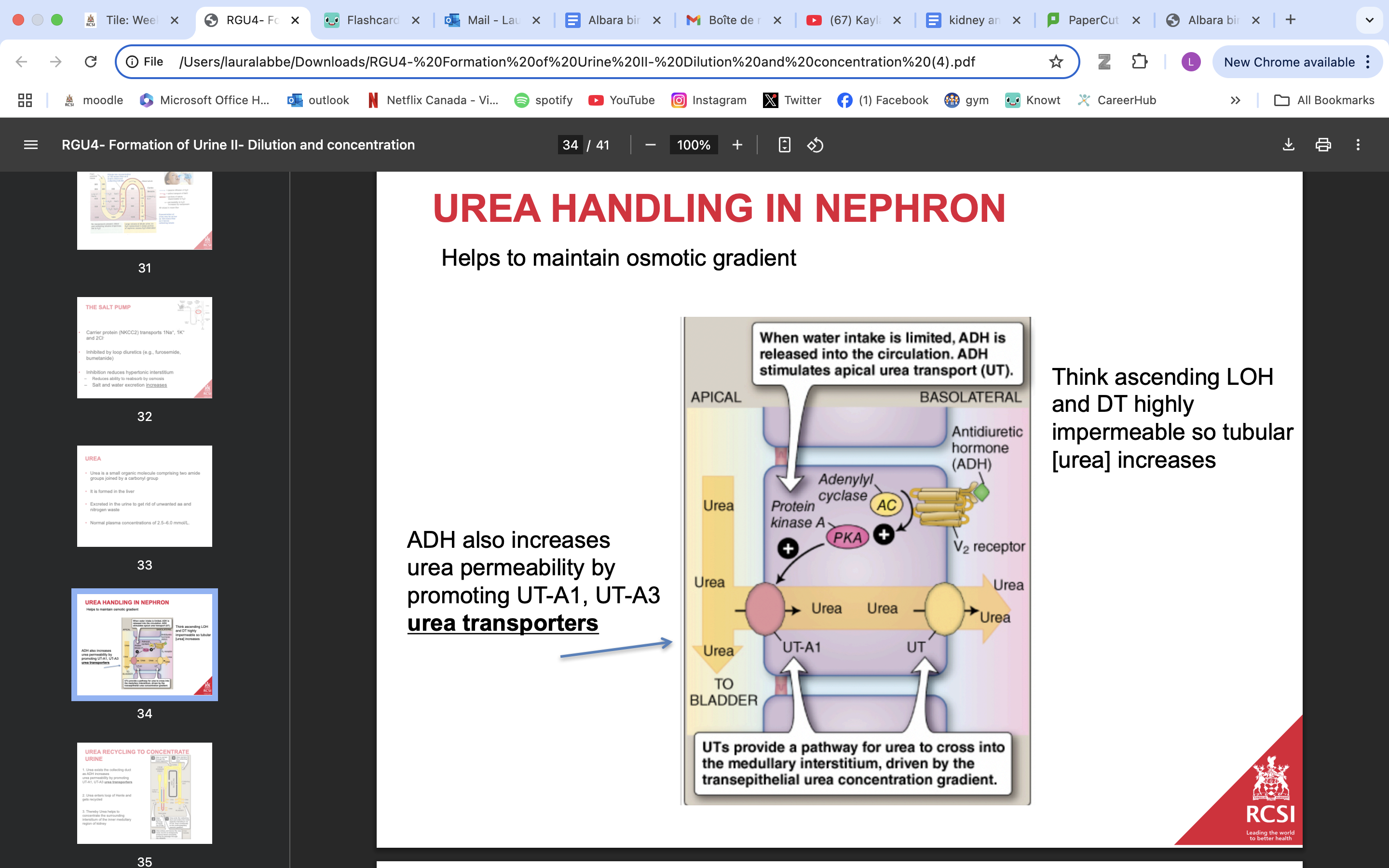 <p><strong>• Urea is a small organic molecule comprising two amide groups joined by a carbonyl group</strong></p><p><strong> • It is formed in the liver </strong></p><p><strong>• Excreted in the urine to get rid of unwanted aa and nitrogen waste </strong></p><p>• Normal plasma concentrations of 2.5–6.0 mmol/L.</p><p></p><p>when urea enters loop of Henle and gets recycled →  helps to concentrate the surrounding intersitium of the inner medullary region of kidney</p><p></p><p><strong>Many segments of the nephron are poorly permeable to urea </strong></p><p>*as water is reabsorbed, urea is left behind; concentration in tubule rises</p><ul><li><p>Some of the urea diffuses into the thin ascending limb of the loop of Henle and recycles </p></li><li><p>Urea recycling allows a high [urea] to be built up in the medulla</p></li><li><p>Urea can contribute 50% of the osmotic pressure of the medullary fluids in a maximally concentrating human kidney</p></li></ul><p></p>