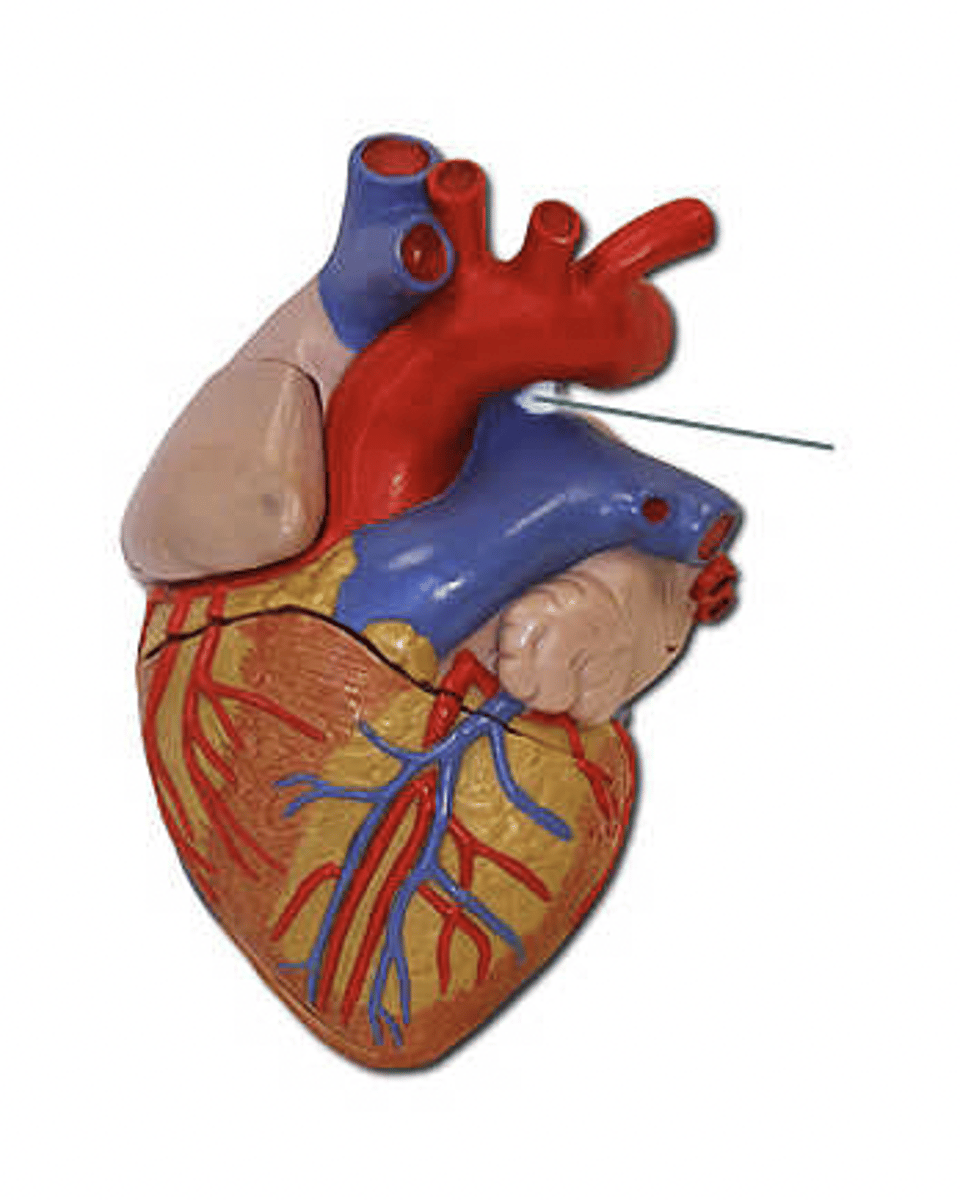 <p>The highlighted structure is a remnant of which structure in the fetus?</p>