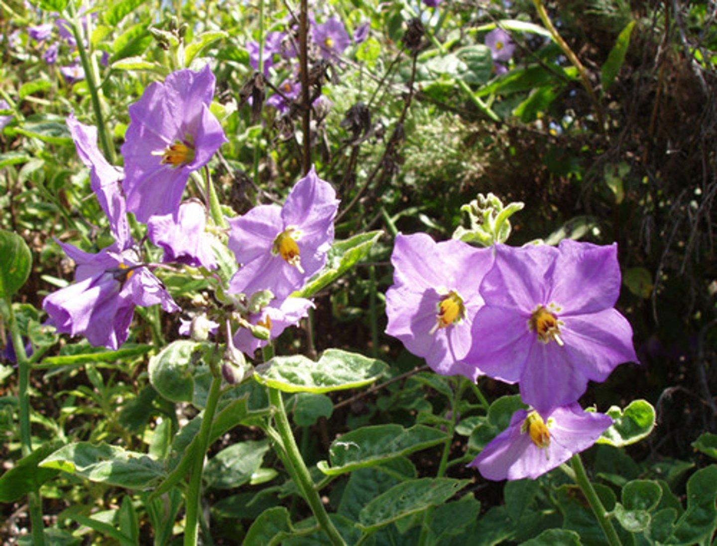 knowt flashcard image