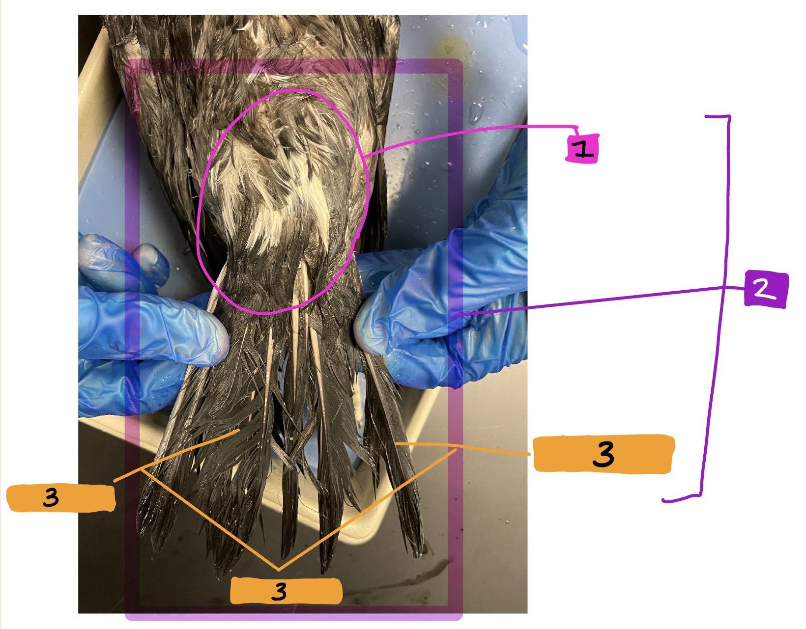 What feature of the external anatomy is #2?