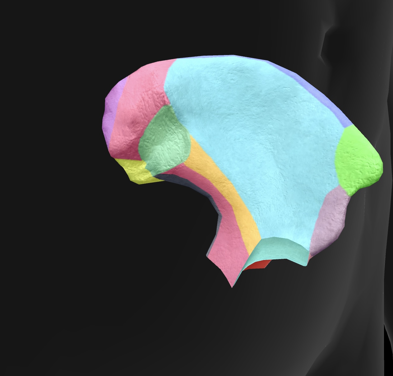 <p>the cupped, concave area of the ilium that serves as the site for muscle attachment and supports the pelvic organs. </p>
