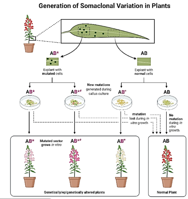 <ul><li><p><strong>Explant Selection:</strong></p><ul><li><p>A leaf section is taken as an explant.</p></li><li><p>It may contain <strong>mutated cells (AB*)</strong> or <strong>normal cells (AB)</strong>.</p></li></ul></li><li><p><strong>Callus Culture and Mutation Generation:</strong></p><ul><li><p><strong>Mutated explants (AB*)</strong> may acquire <strong>new mutations (AB*#)</strong> or lose mutations (AB").</p></li><li><p><strong>Normal explants (AB)</strong> usually remain unchanged, leading to normal plants.</p></li></ul></li><li><p><strong>Plant Regeneration:</strong></p><ul><li><p>Plants regenerated from mutated explants (<strong>AB*</strong>, <strong>AB*#</strong>, and <strong>AB"</strong>) show <strong>genetic and epigenetic variations</strong> in traits such as flower color.</p></li><li><p>Plants from normal explants (<strong>AB</strong>) remain unchanged.</p></li></ul></li></ul><p></p>