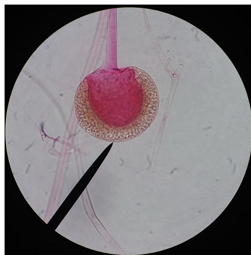<p>What is this an image of?</p>