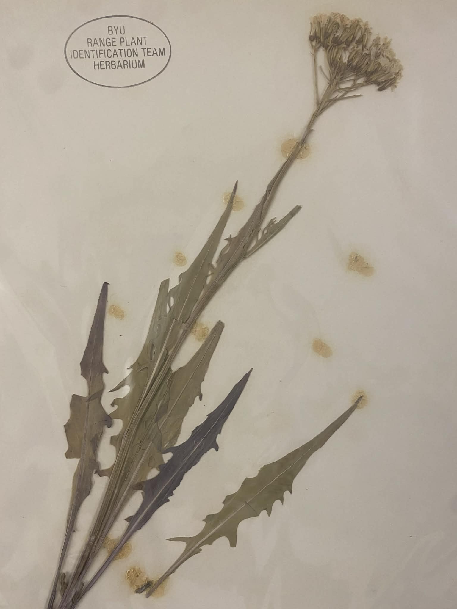 <p>cichorieae, P, N, crepis acuminata, tapertip hawksbeard</p>