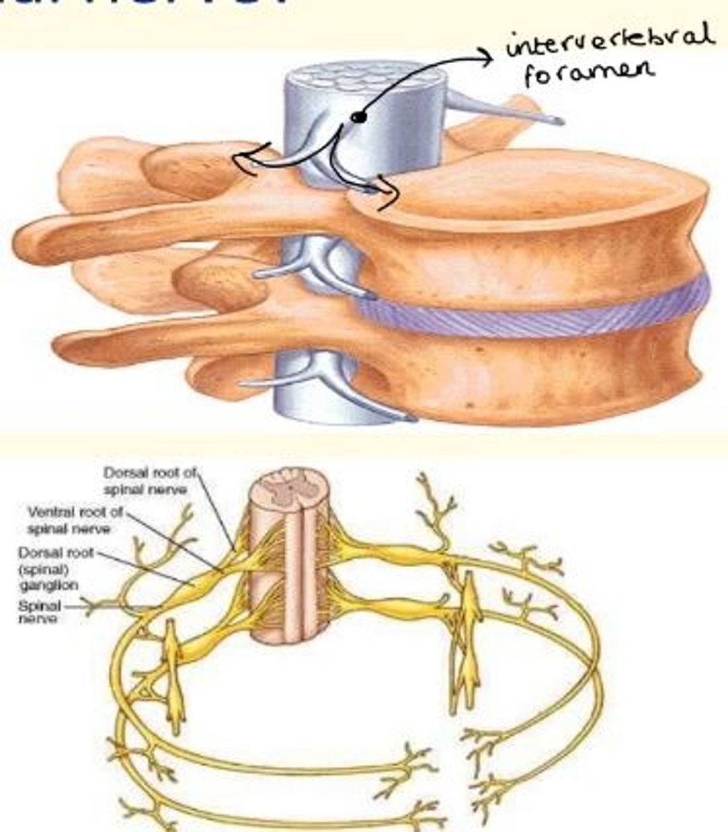 <p>At each vertebral level, the spinal cord gives out a pair of nerves - left and right.</p><p>These exit the vertebral column via the intervertebral foramina.</p>
