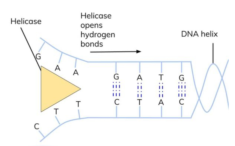 <ul><li><p>DNA helicase binds to the DNA and breaks the hydrogen bonds between the two strands </p></li><li><p>the DNA helix unwinds and the 2 strands separate</p></li></ul><p></p>