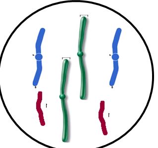 <p>what phase is going on</p><p>anaphase</p><p>prophase </p><p>g2</p><p>g1</p>