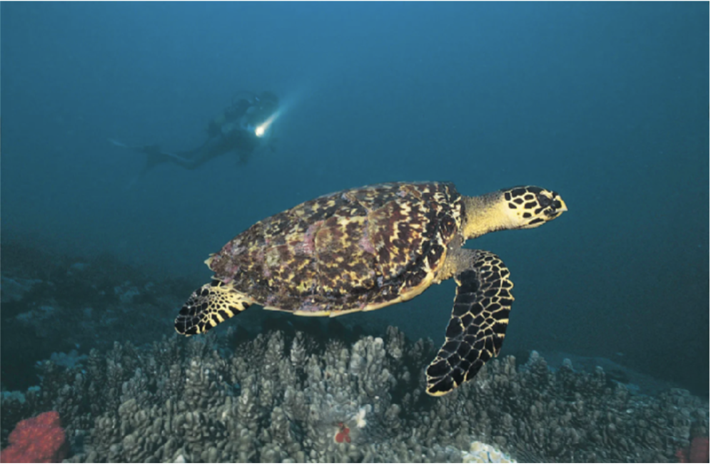<p>No scientific</p><p>Hard-shelled sea turtles</p><p>Cheloniidae</p>